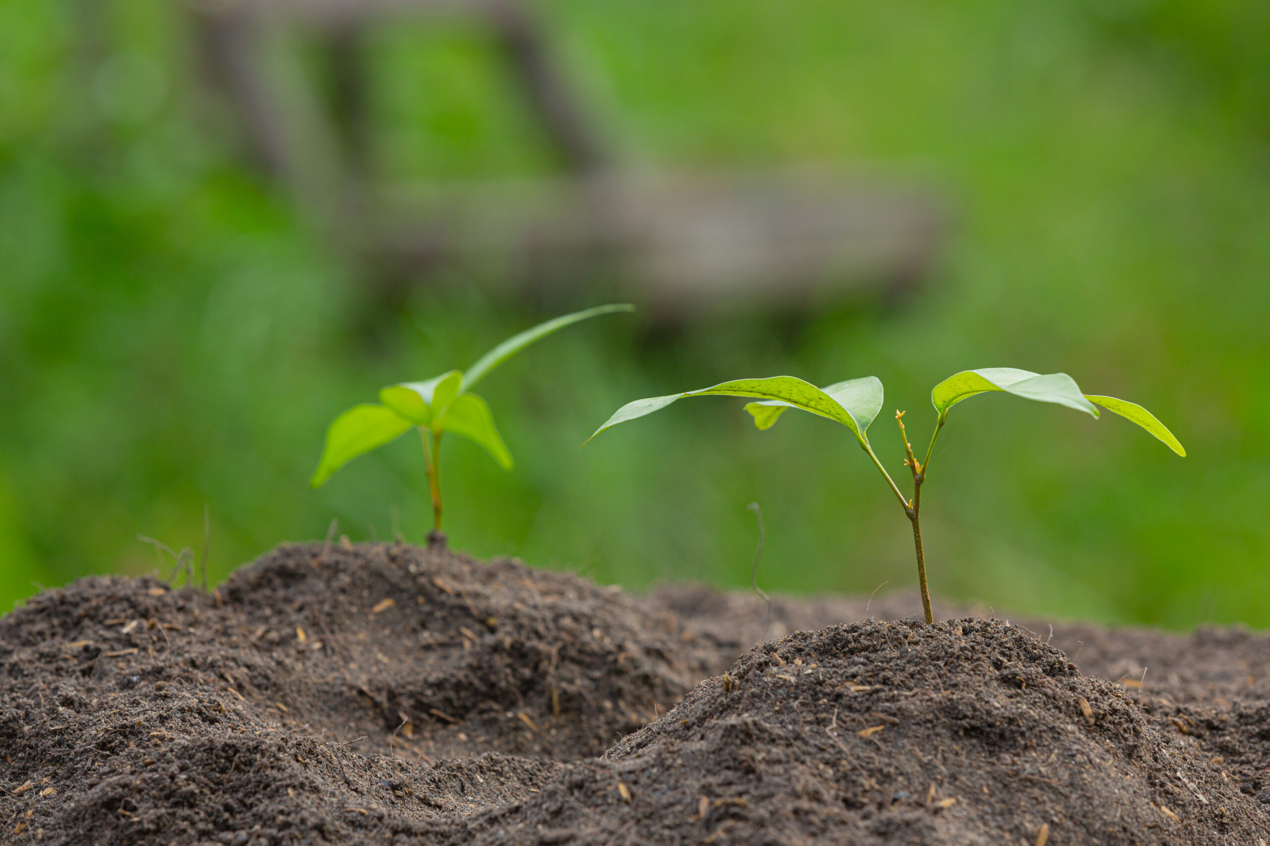 close up picture of the sapling of the plant is growing