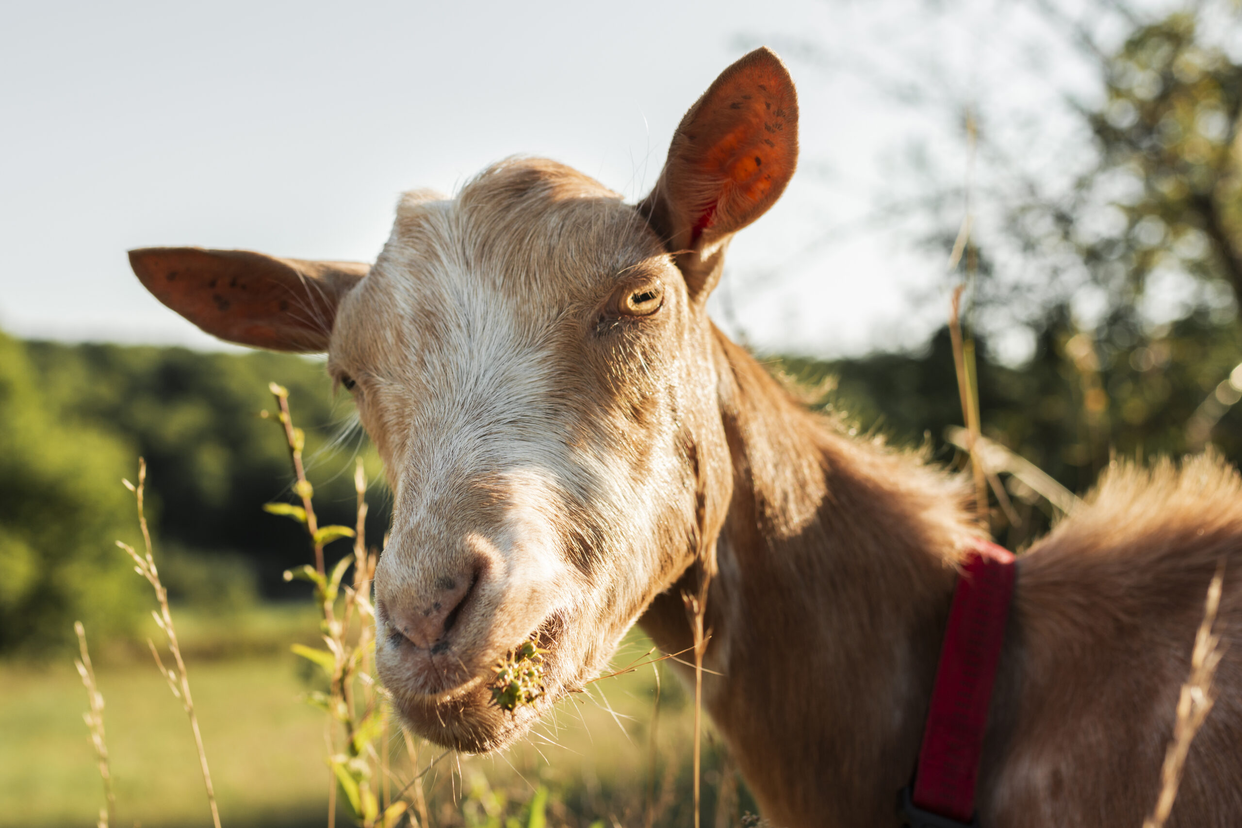 goat-looking-camera-close-up