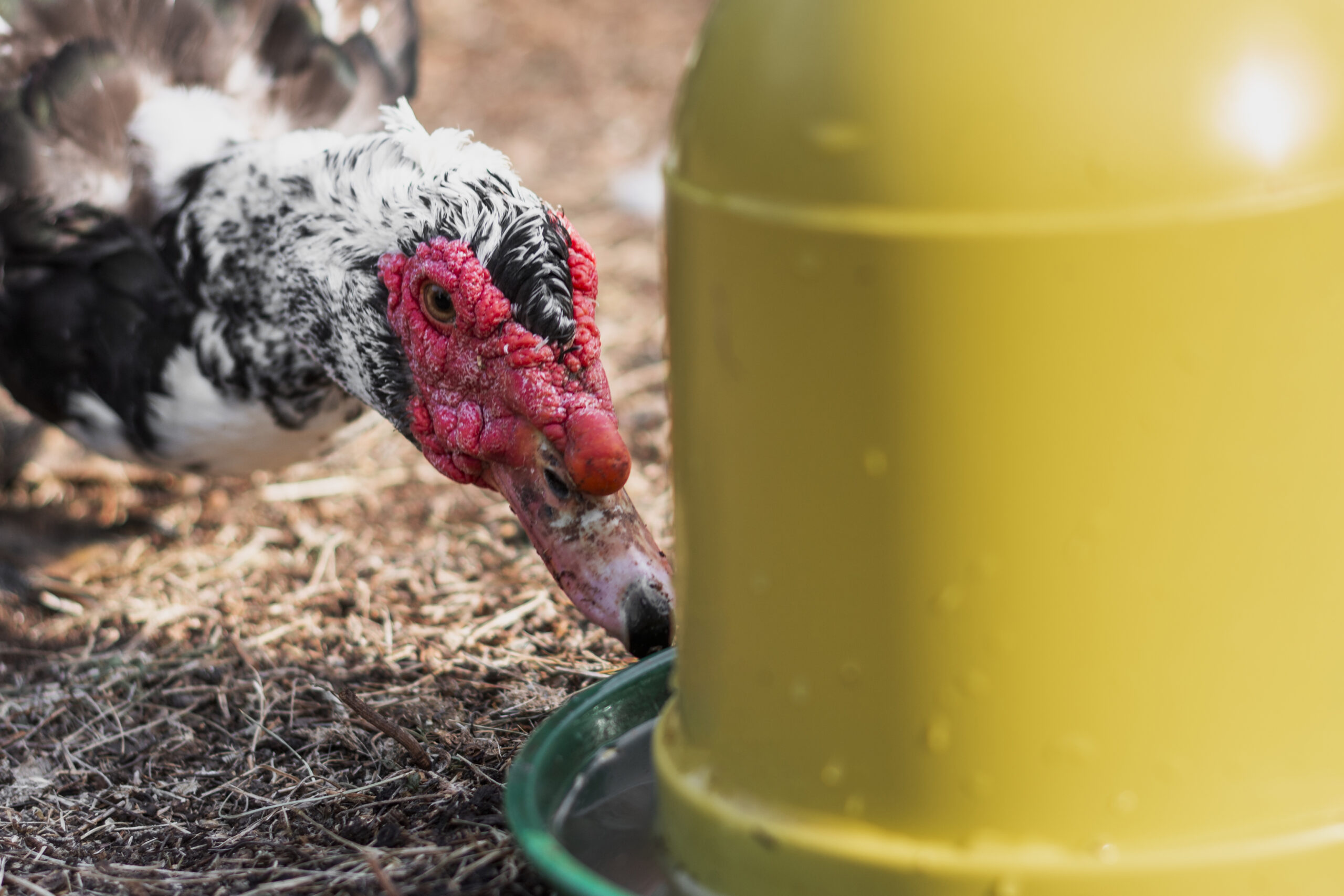 old-duck-drinking-water-farm-backyard